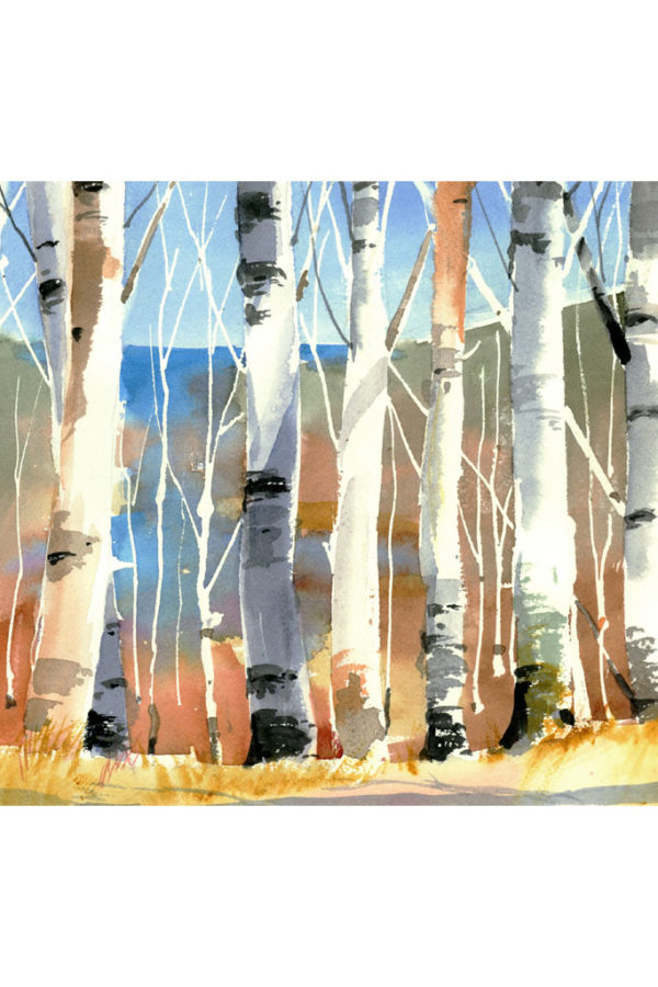 Birch Trees by Jim Hillis